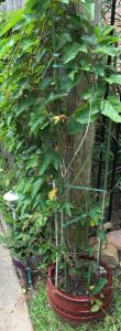 1561132214-name-that-plant-1 | Walter Reeves: The Georgia Gardener