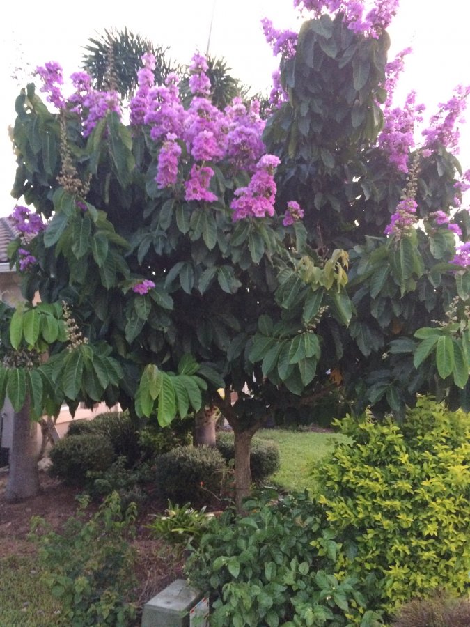 Pride of India/Queen Crape Myrtle (Lagerstroemia speciosa) Identified