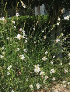 1562414619-name-that-plant-1 | Walter Reeves: The Georgia Gardener