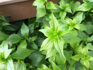 1562556046-name-that-plant-1 | Walter Reeves: The Georgia Gardener