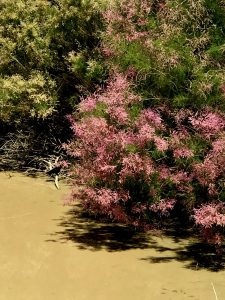 1562593798-name-that-plant-1 | Walter Reeves: The Georgia Gardener