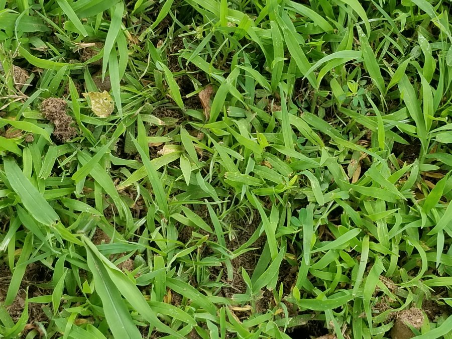 What tape of grass Walter Reeves The Gardener