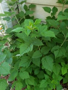 1563556056-name-that-plant-1 | Walter Reeves: The Georgia Gardener