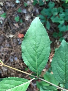 1563978493-name-that-plant-1 | Walter Reeves: The Georgia Gardener