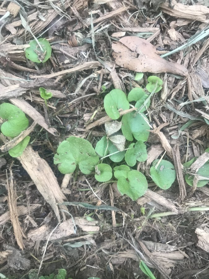 Viney weed Walter Reeves The Gardener