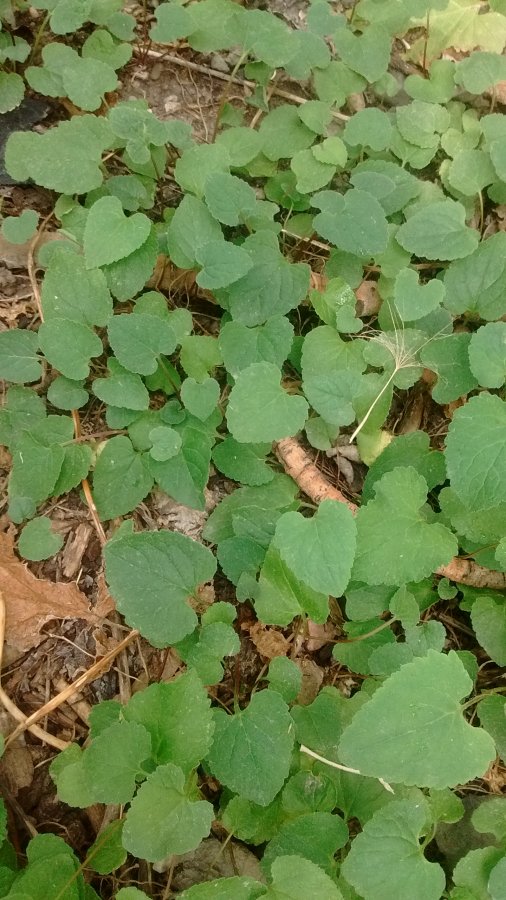 Vine or ground cover with heart shaped leaves Walter Reeves The Gardener