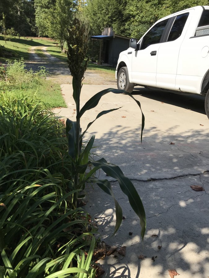 Wade that looks like a corn stalk? Walter Reeves The Gardener