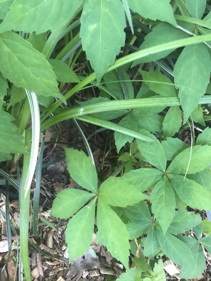 Poison Ivy? Walter Reeves The Gardener