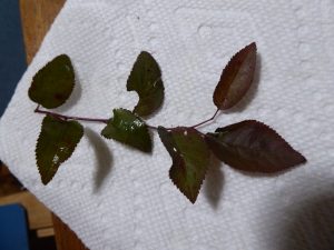 1592625614-name-that-plant-1 | Walter Reeves: The Georgia Gardener