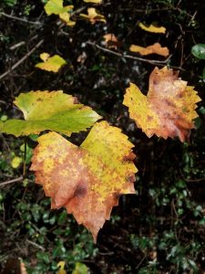 20121011_092744 | Walter Reeves: The Georgia Gardener