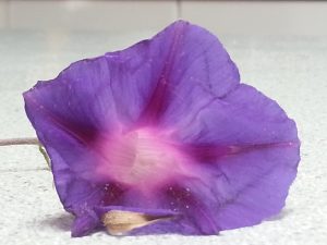 20131023_124327 | Walter Reeves: The Georgia Gardener