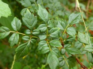 Berry2 | Walter Reeves: The Georgia Gardener