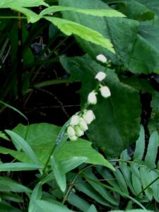 BushyHead-071 | Walter Reeves: The Georgia Gardener