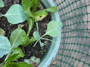 DSCN0853-med | Walter Reeves: The Georgia Gardener