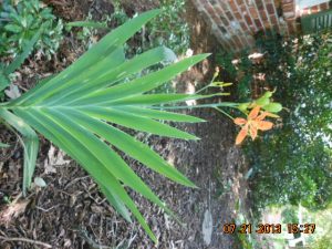 DSCN4572 | Walter Reeves: The Georgia Gardener