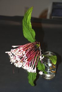 DSC_0030 | Walter Reeves: The Georgia Gardener