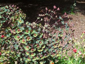 Georgiaplantname | Walter Reeves: The Georgia Gardener