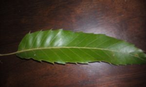 IMAG0834 | Walter Reeves: The Georgia Gardener