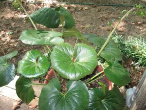 IMG_0004 | Walter Reeves: The Georgia Gardener