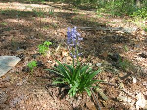 IMG_0011 | Walter Reeves: The Georgia Gardener