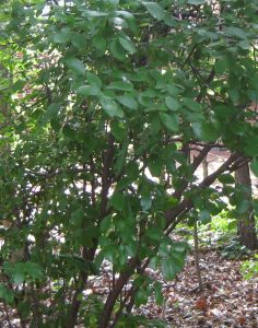 IMG_1115 | Walter Reeves: The Georgia Gardener