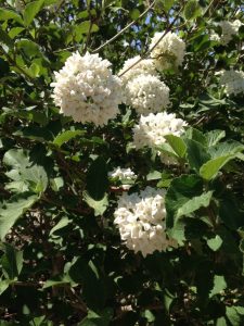 IMG_2326 | Walter Reeves: The Georgia Gardener