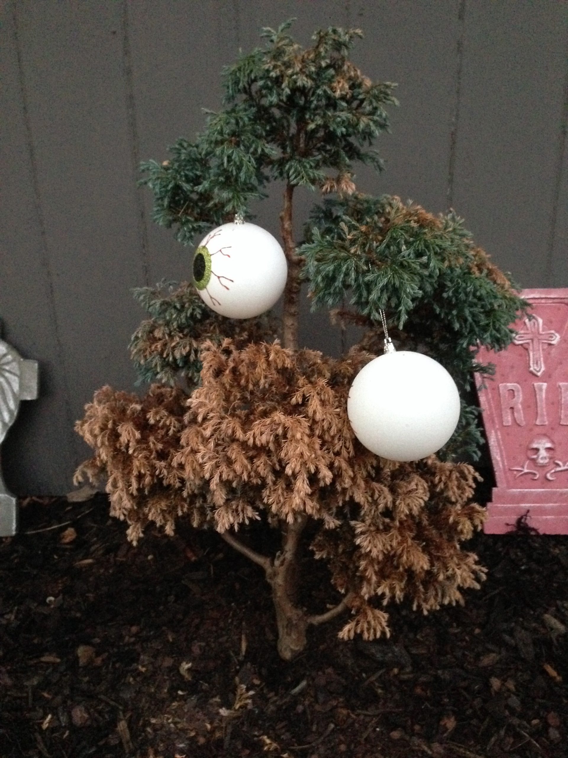 Bonsai-like small tree in front yard | Walter Reeves: The Georgia Gardener