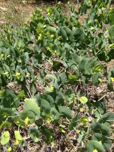 Mystery-Plant | Walter Reeves: The Georgia Gardener