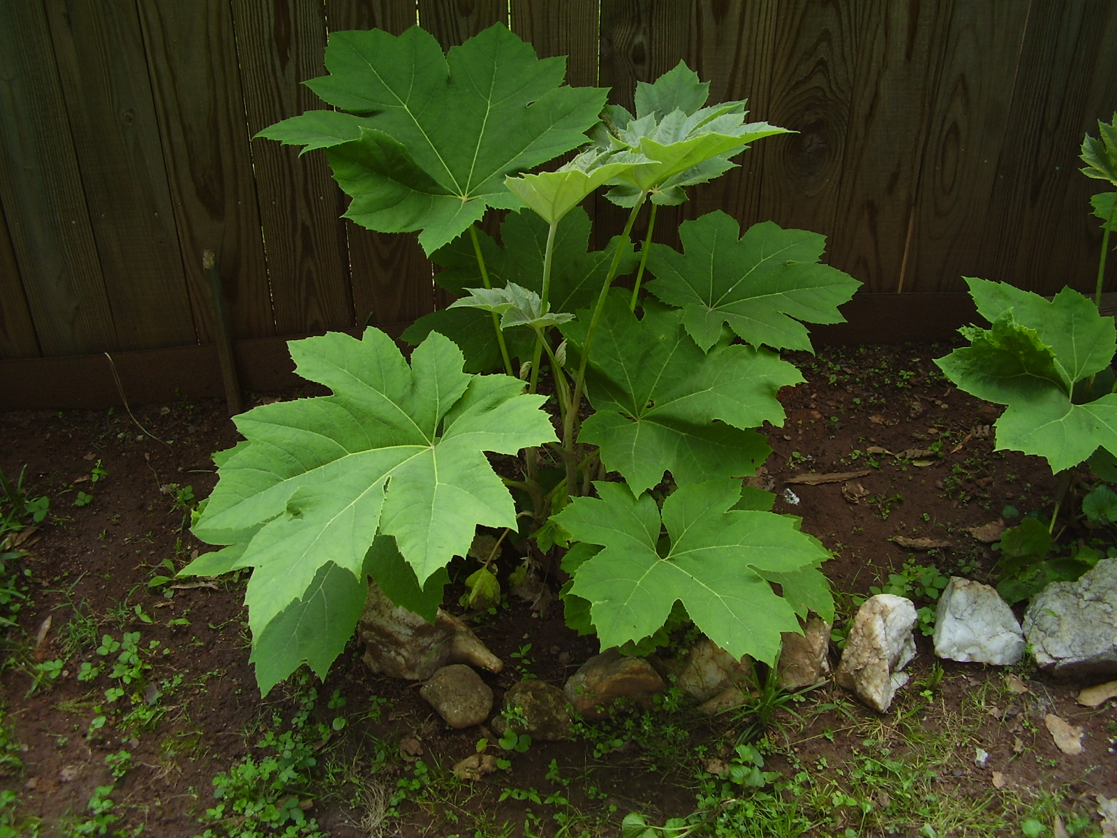 Maple shaped leaves Walter Reeves The Gardener