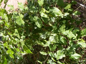 Plant | Walter Reeves: The Georgia Gardener