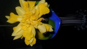 SAM_0496 | Walter Reeves: The Georgia Gardener