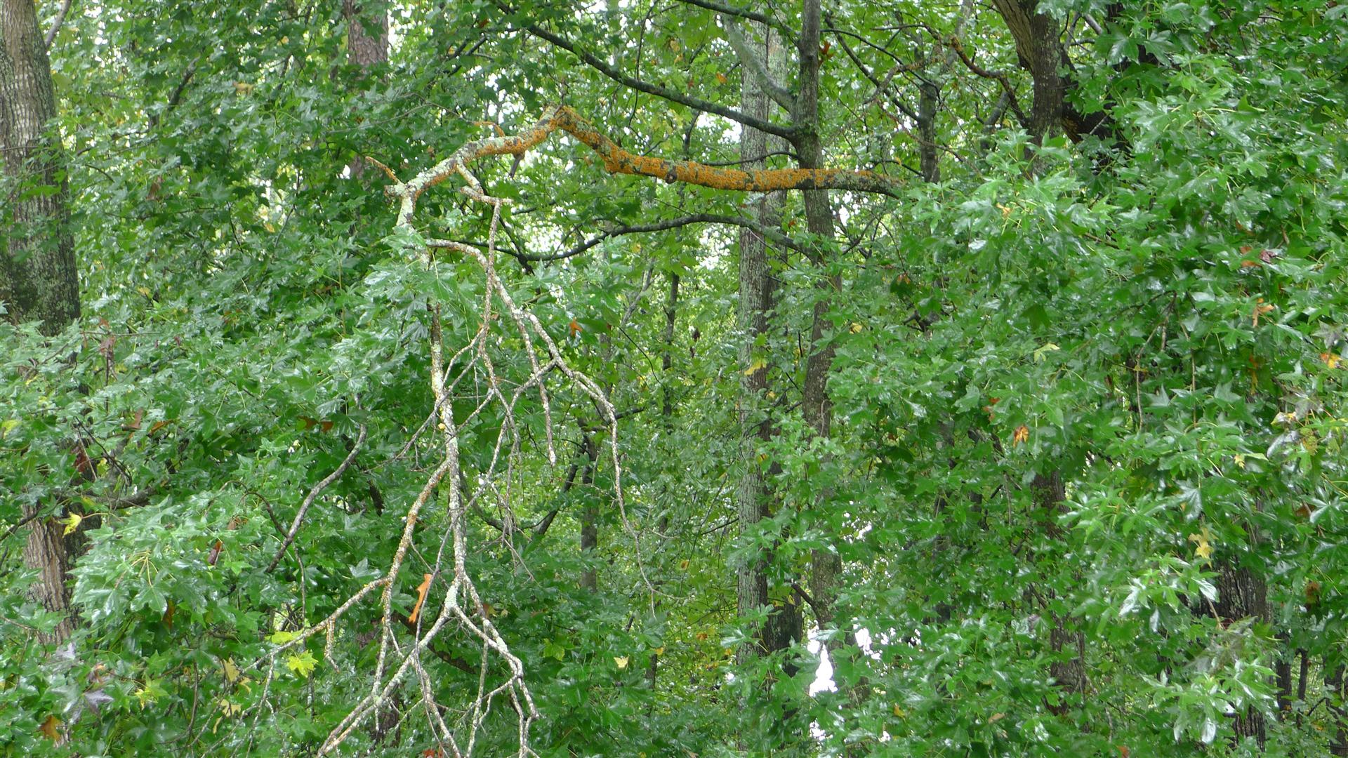 Dead tree limb problem Walter Reeves The Gardener