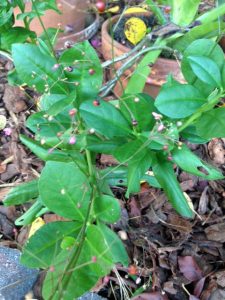 Unidentified-Plant-4 | Walter Reeves: The Georgia Gardener