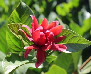 UnkShrub01 | Walter Reeves: The Georgia Gardener