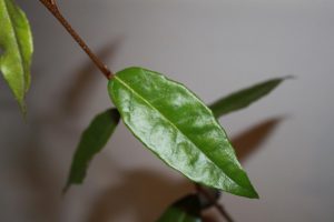 Unknown-thorny-plant-1 | Walter Reeves: The Georgia Gardener