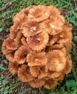 WeirdMushroom2 | Walter Reeves: The Georgia Gardener