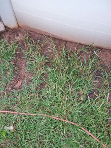 What-Type-Of-Grass | Walter Reeves: The Georgia Gardener