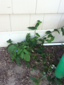 blue-flowering | Walter Reeves: The Georgia Gardener