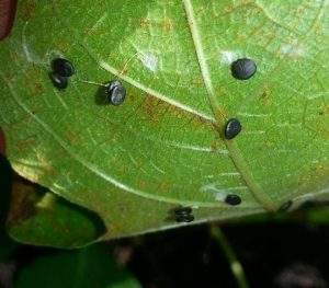 bug | Walter Reeves: The Georgia Gardener