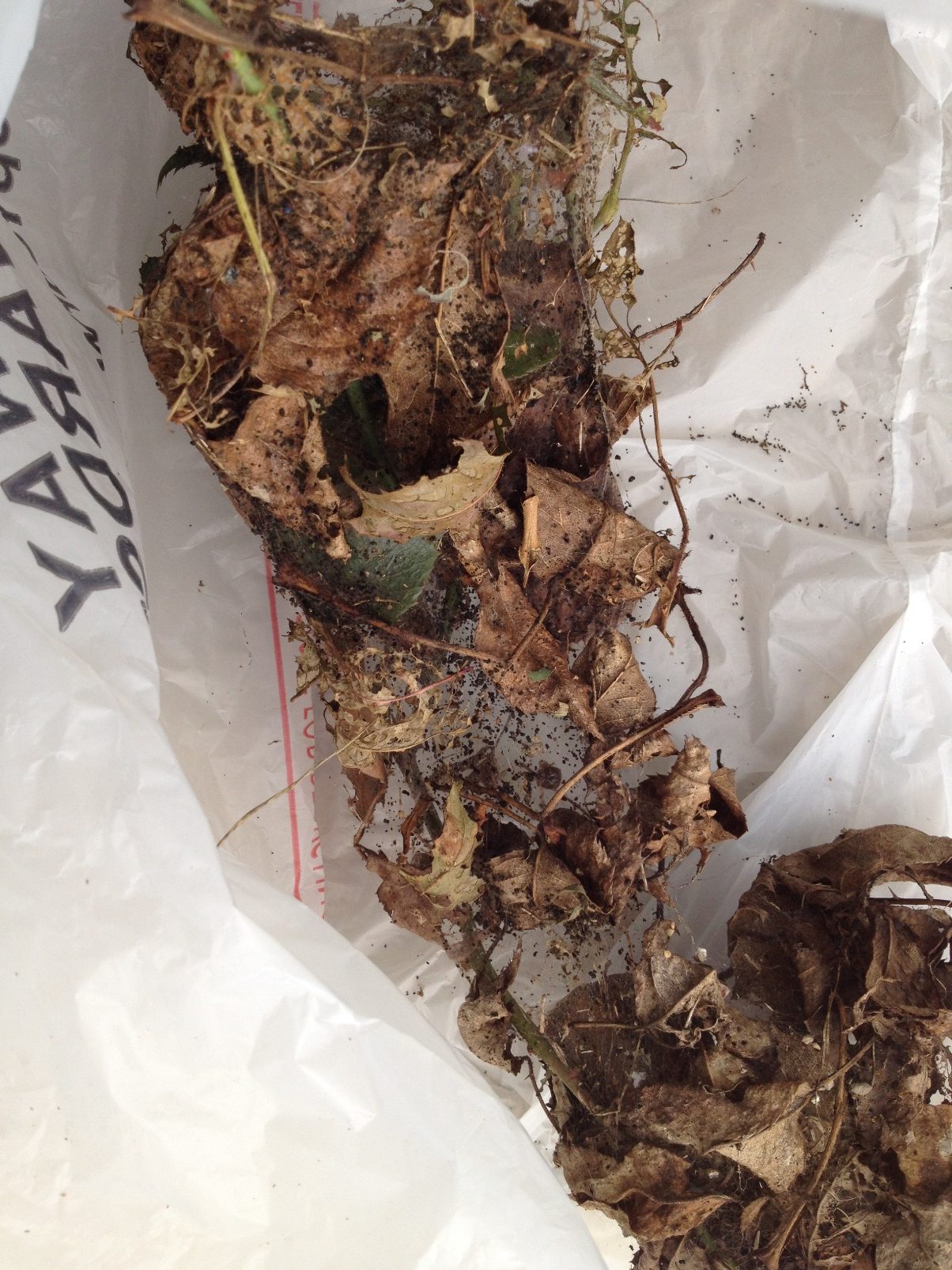 Worms eating my Knock Out¨ Roses! Walter Reeves The Gardener