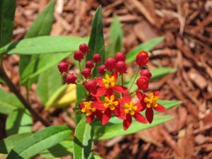 conniesmysteryflower | Walter Reeves: The Georgia Gardener