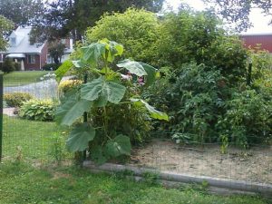 d | Walter Reeves: The Georgia Gardener