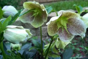 flower2 | Walter Reeves: The Georgia Gardener
