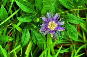 from_Paul_huang_2 | Walter Reeves: The Georgia Gardener