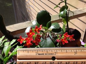image | Walter Reeves: The Georgia Gardener