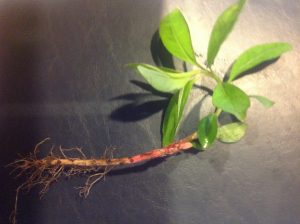 image10 | Walter Reeves: The Georgia Gardener