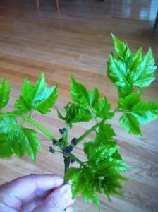 image14 | Walter Reeves: The Georgia Gardener