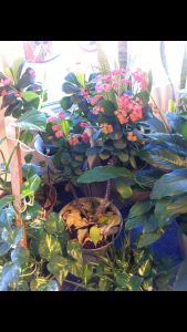 image15 | Walter Reeves: The Georgia Gardener