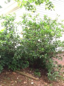 image19 | Walter Reeves: The Georgia Gardener