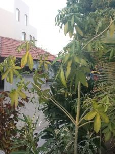 image2 | Walter Reeves: The Georgia Gardener